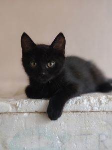 Кошеня