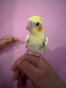 Корелла пташенята ручні