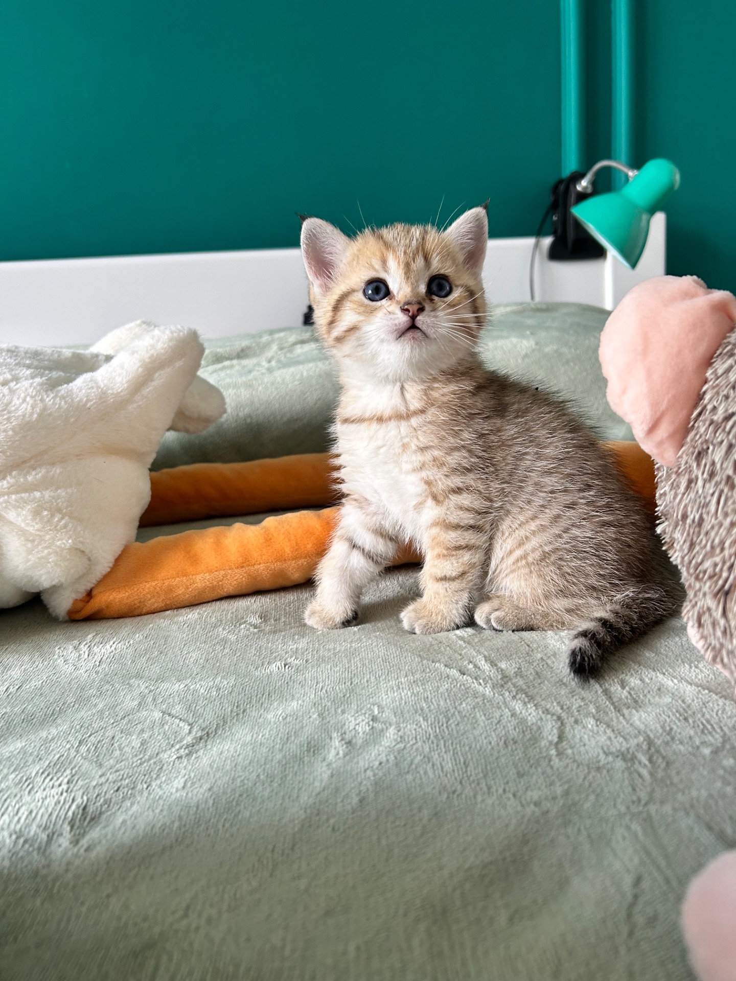 Кошенята золотиста шиншила, срібляста шиншила, блакитне золото