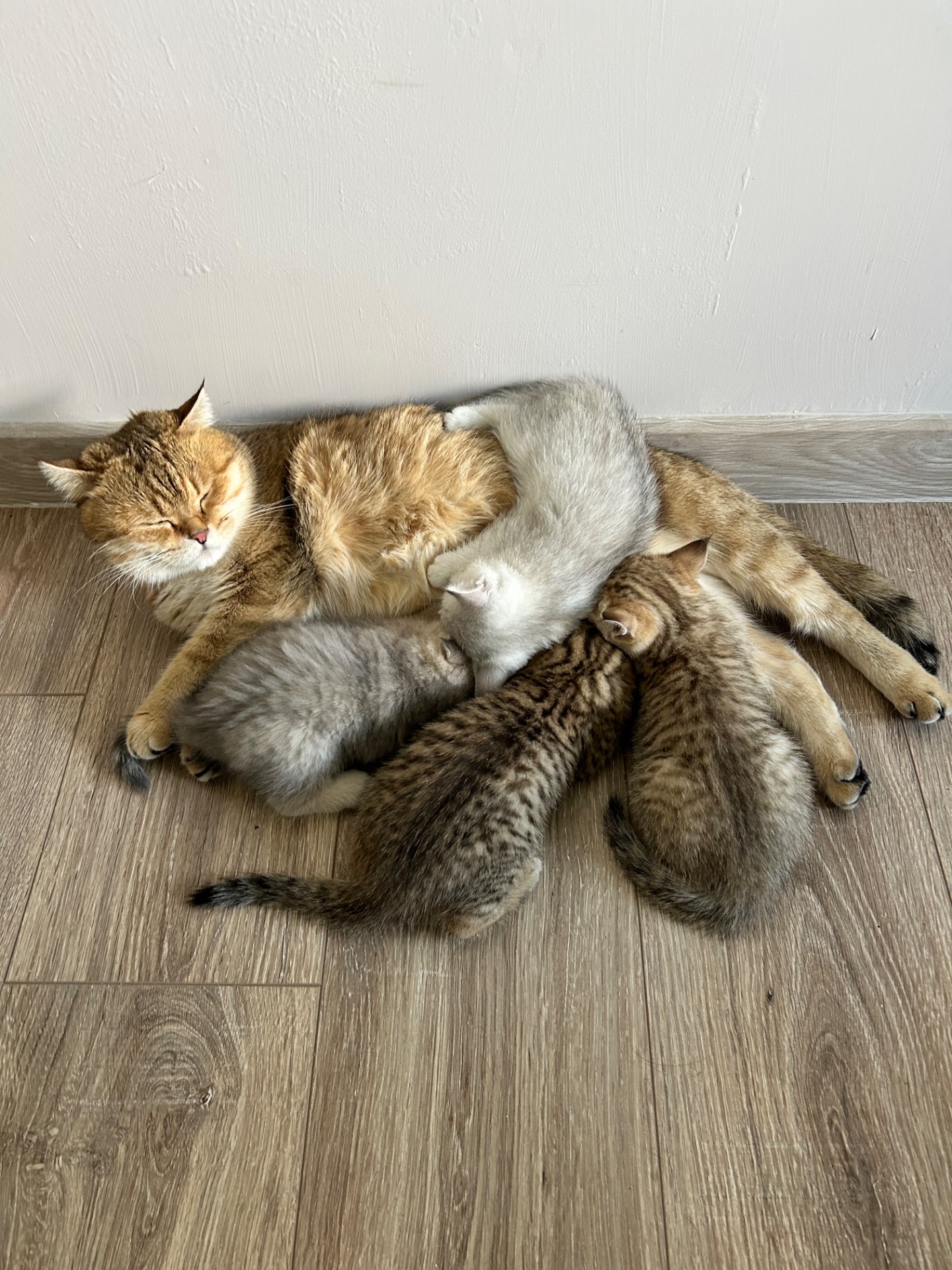 Кошенята золотиста шиншила, срібляста шиншила, блакитне золото