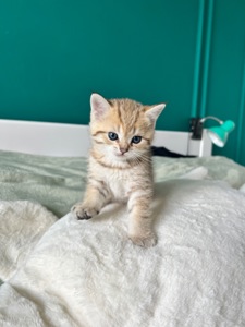 Кошенята золотиста шиншила, срібляста шиншила, блакитне золото