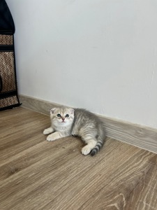 Кошенята золотиста шиншила, срібляста шиншила, блакитне золото