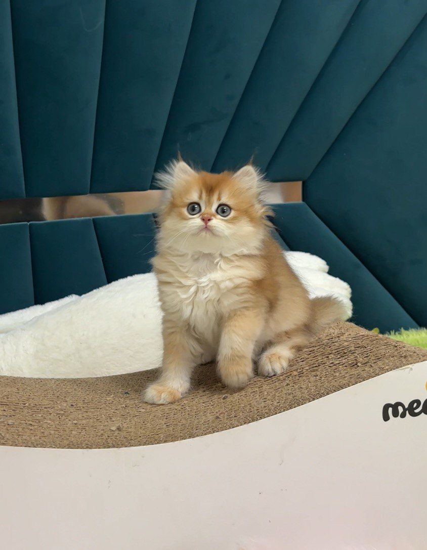 Шотландське кошеня золота шиншила