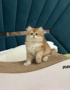 Шотландське кошеня золота шиншила