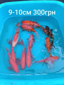 Золотая рыбка Комета
