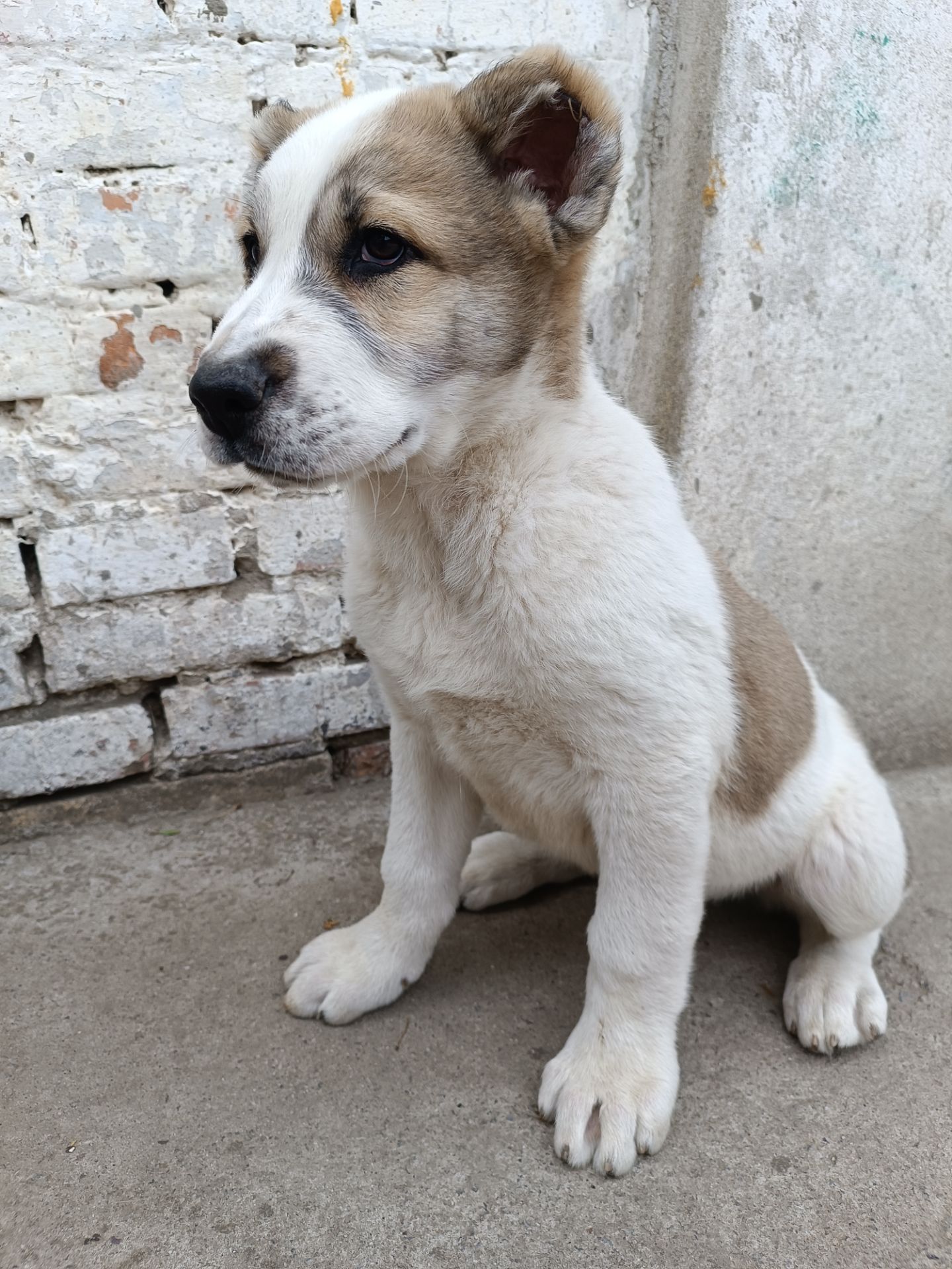 Алабай