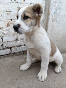 Алабай