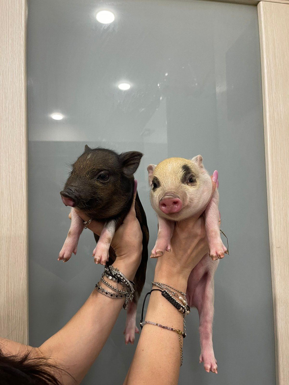 Mini pig мини пиг, міні піги плямисті та чорні