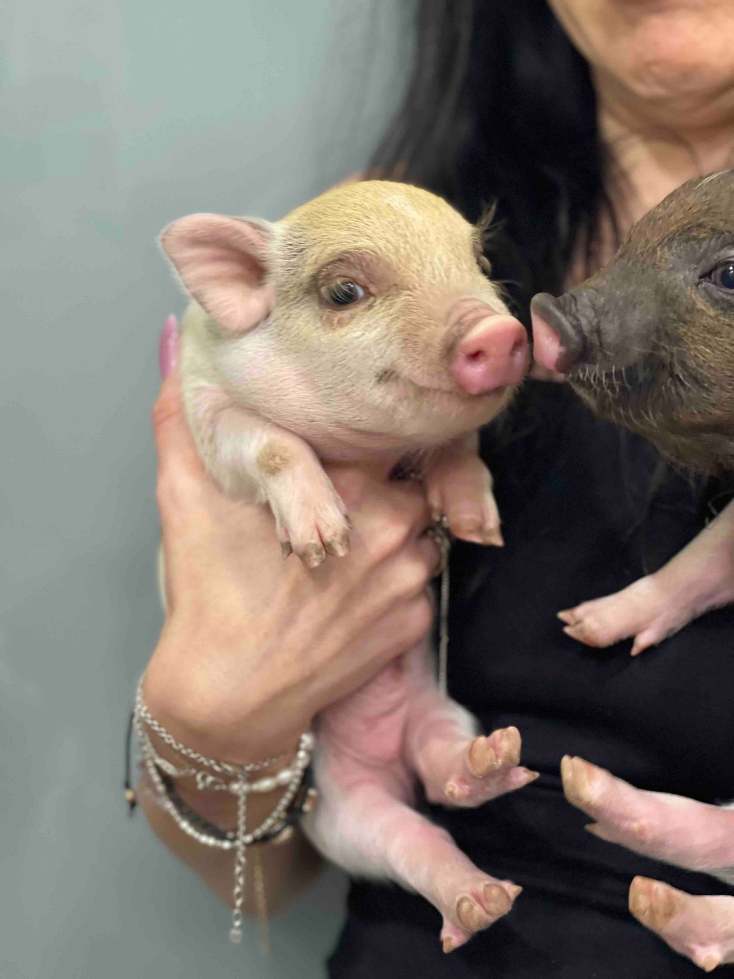 Mini pig мини пиг, міні піги плямисті та чорні