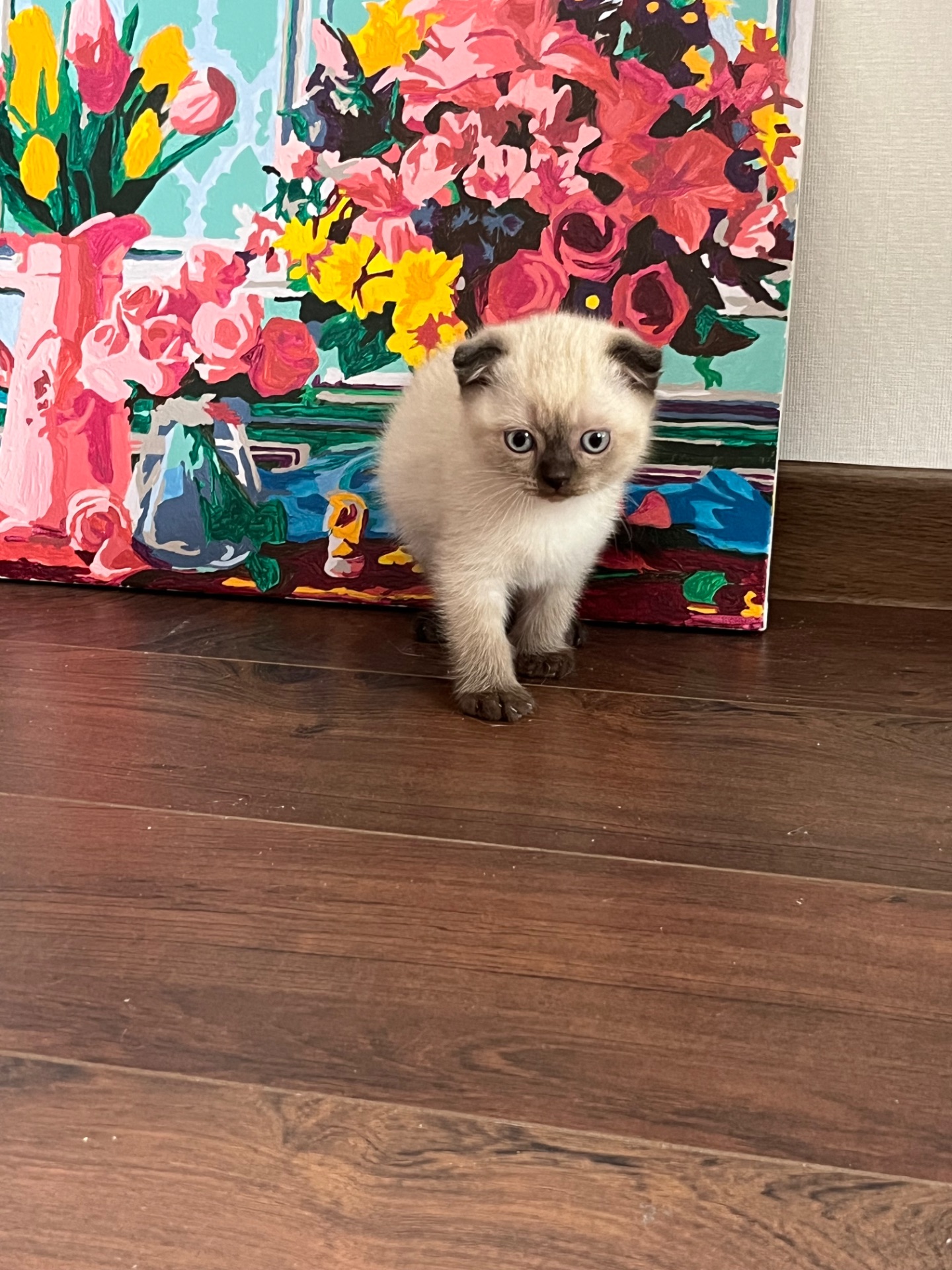 Кошенята шотландські колор пойнт