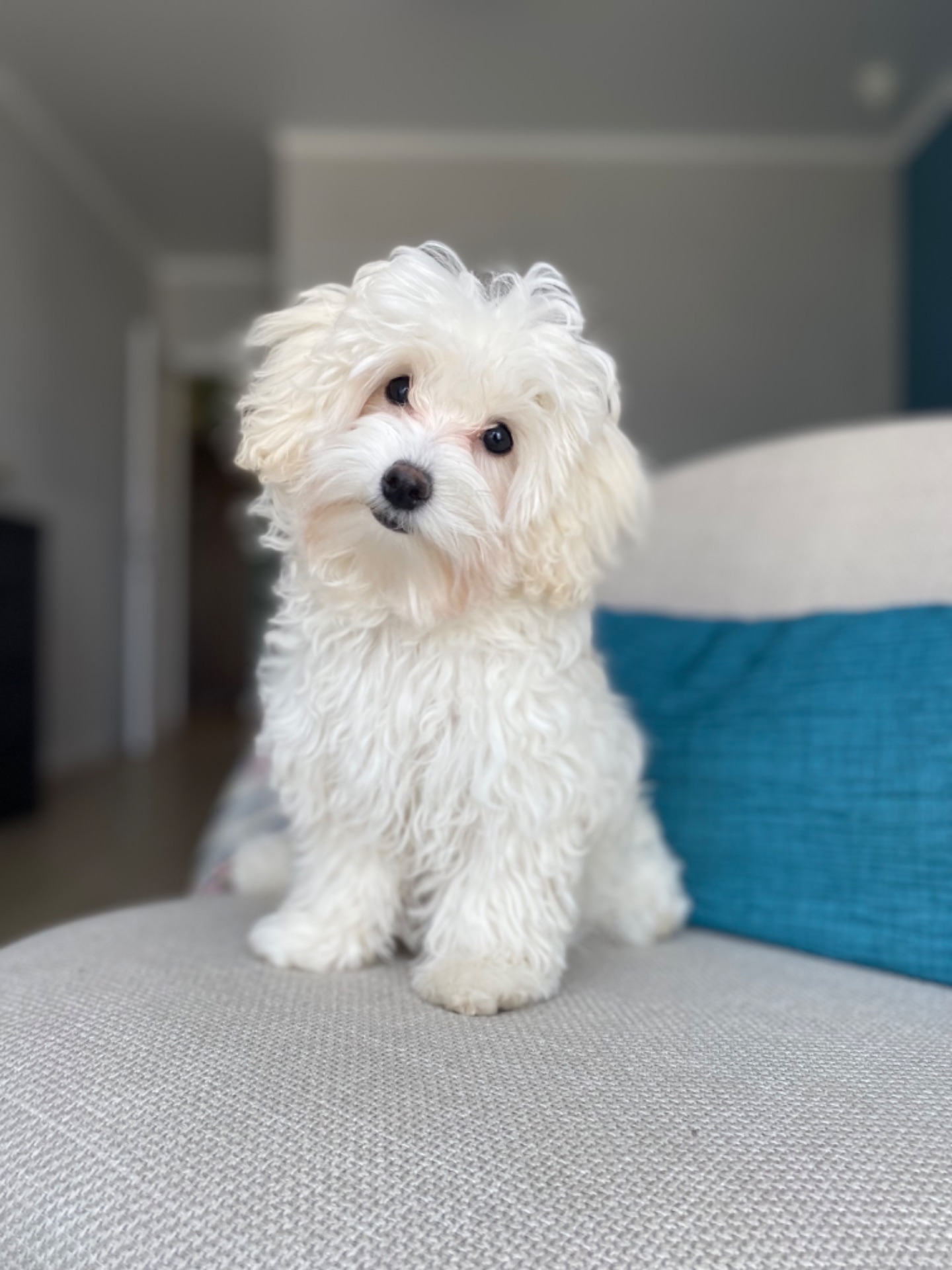 Дівчинка Maltipoo