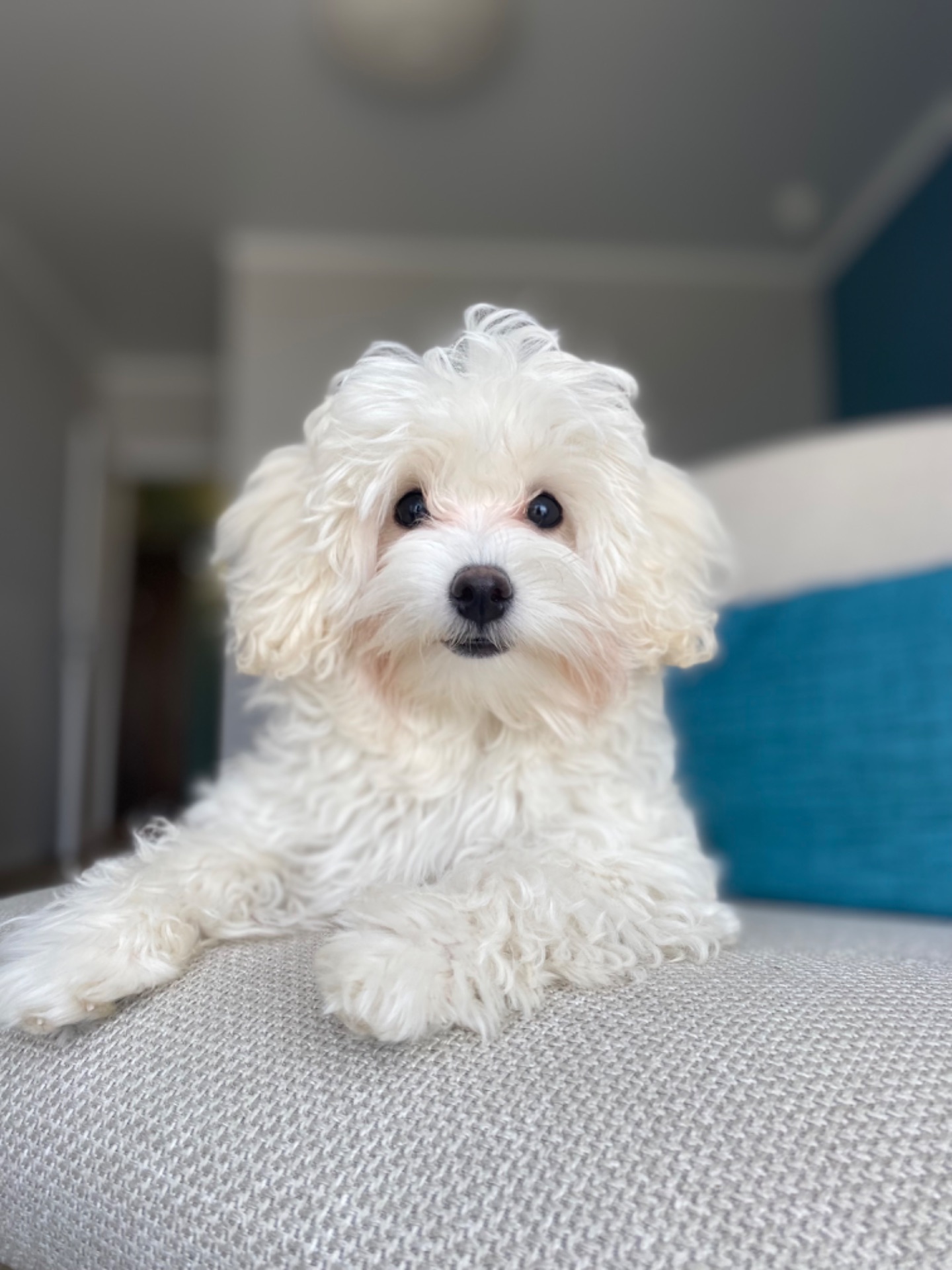 Дівчинка Maltipoo