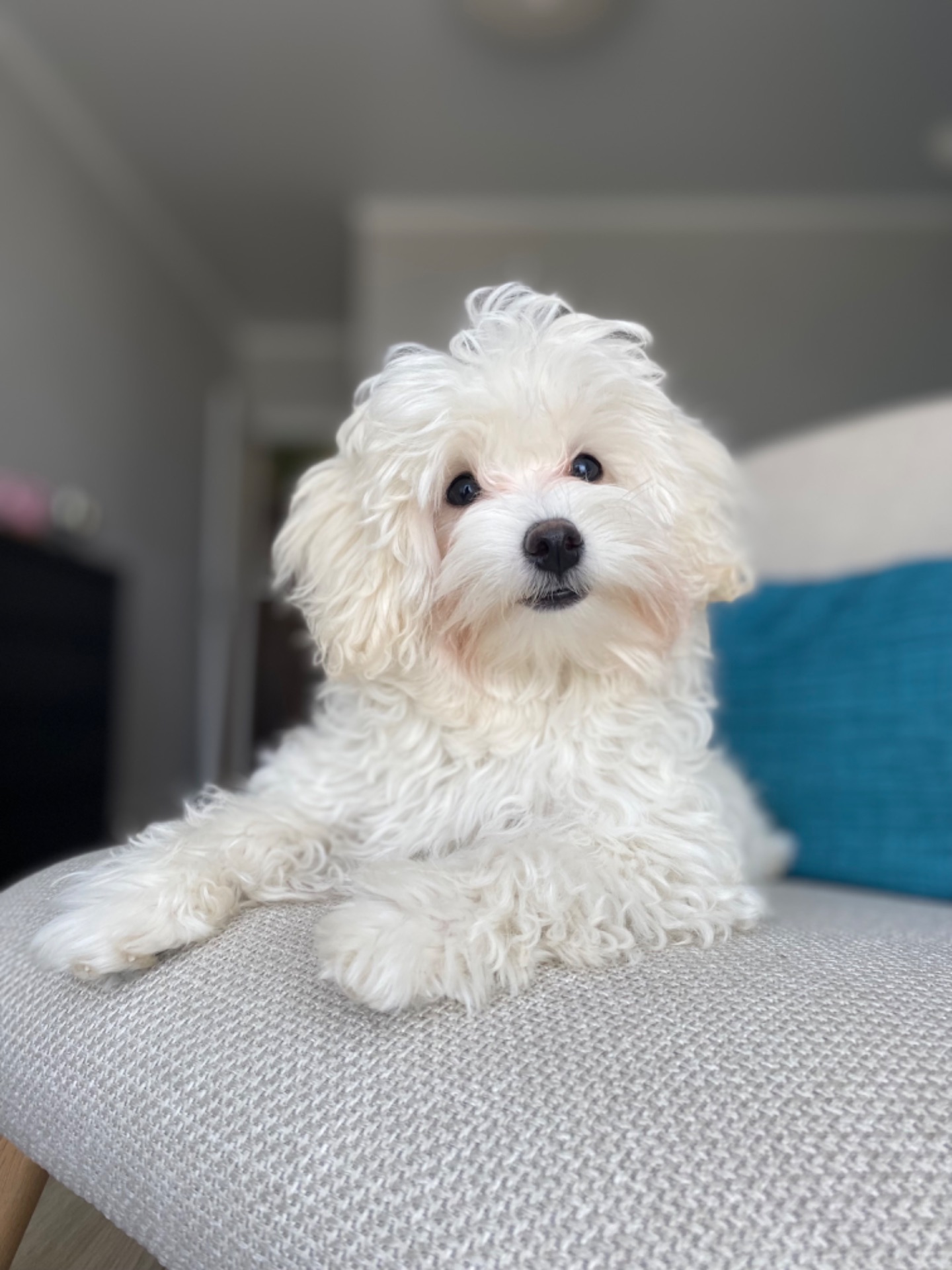 Дівчинка Maltipoo