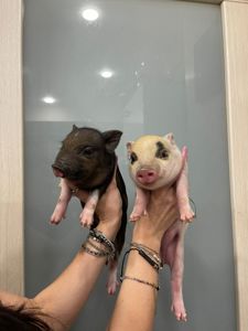 Mini pig мини пиг, міні піги плямисті та чорні