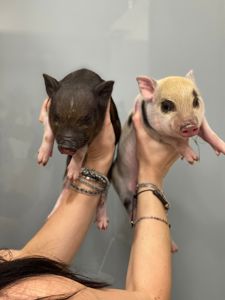 Mini pig мини пиг, міні піги плямисті та чорні