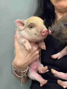 Mini pig мини пиг, міні піги плямисті та чорні