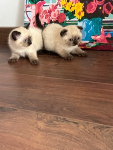 Кошенята шотландські колор пойнт