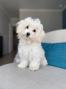 Дівчинка Maltipoo