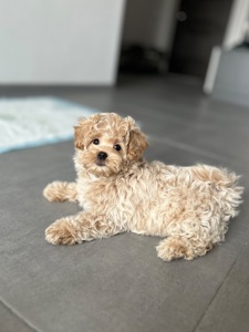 Невероятный малыш мальчик мальтипу ф1 baby face