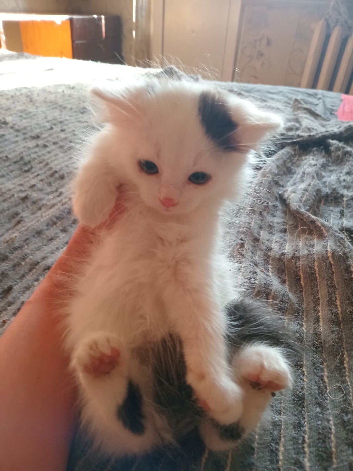Кошенята