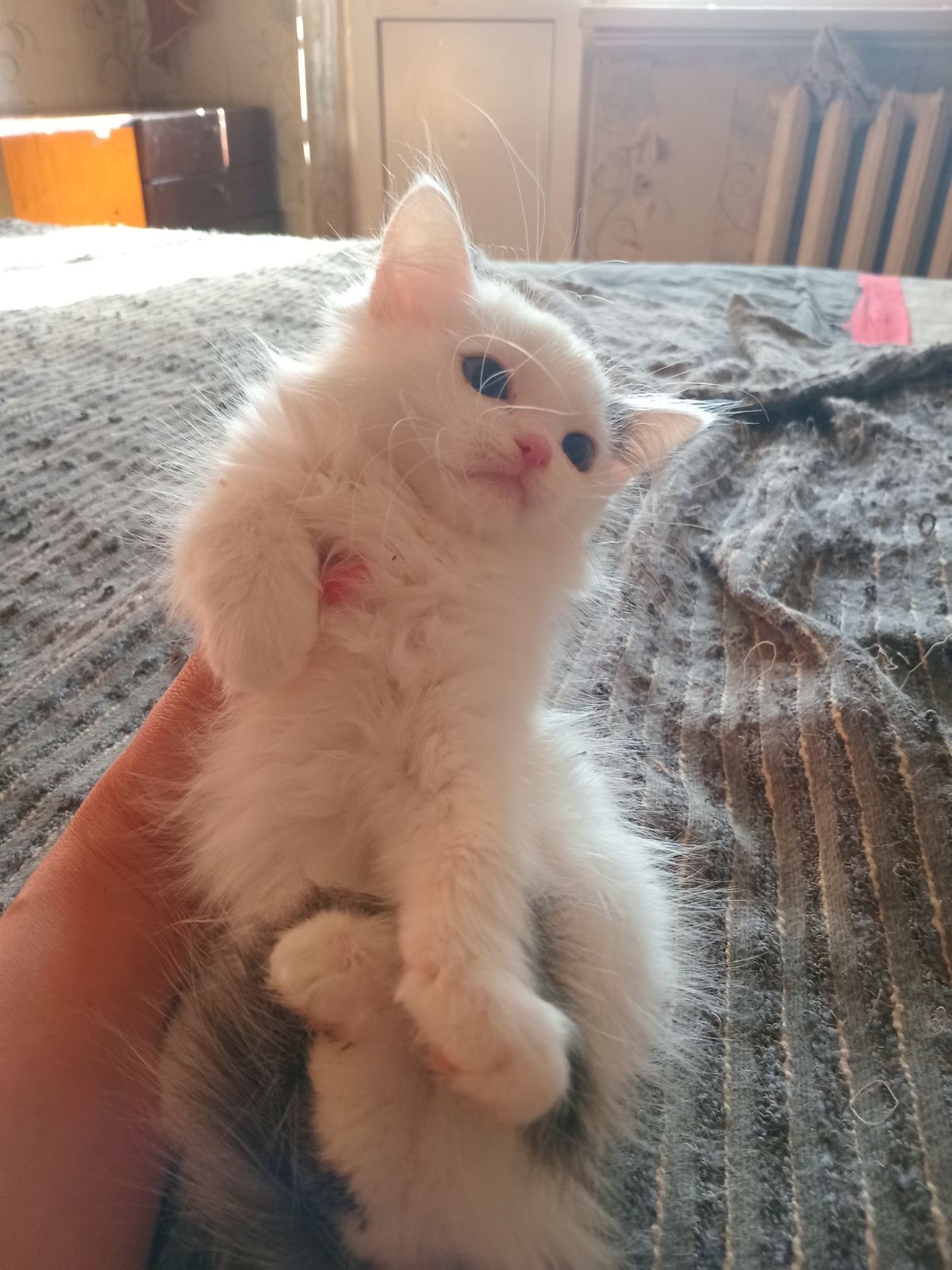 Кошенята