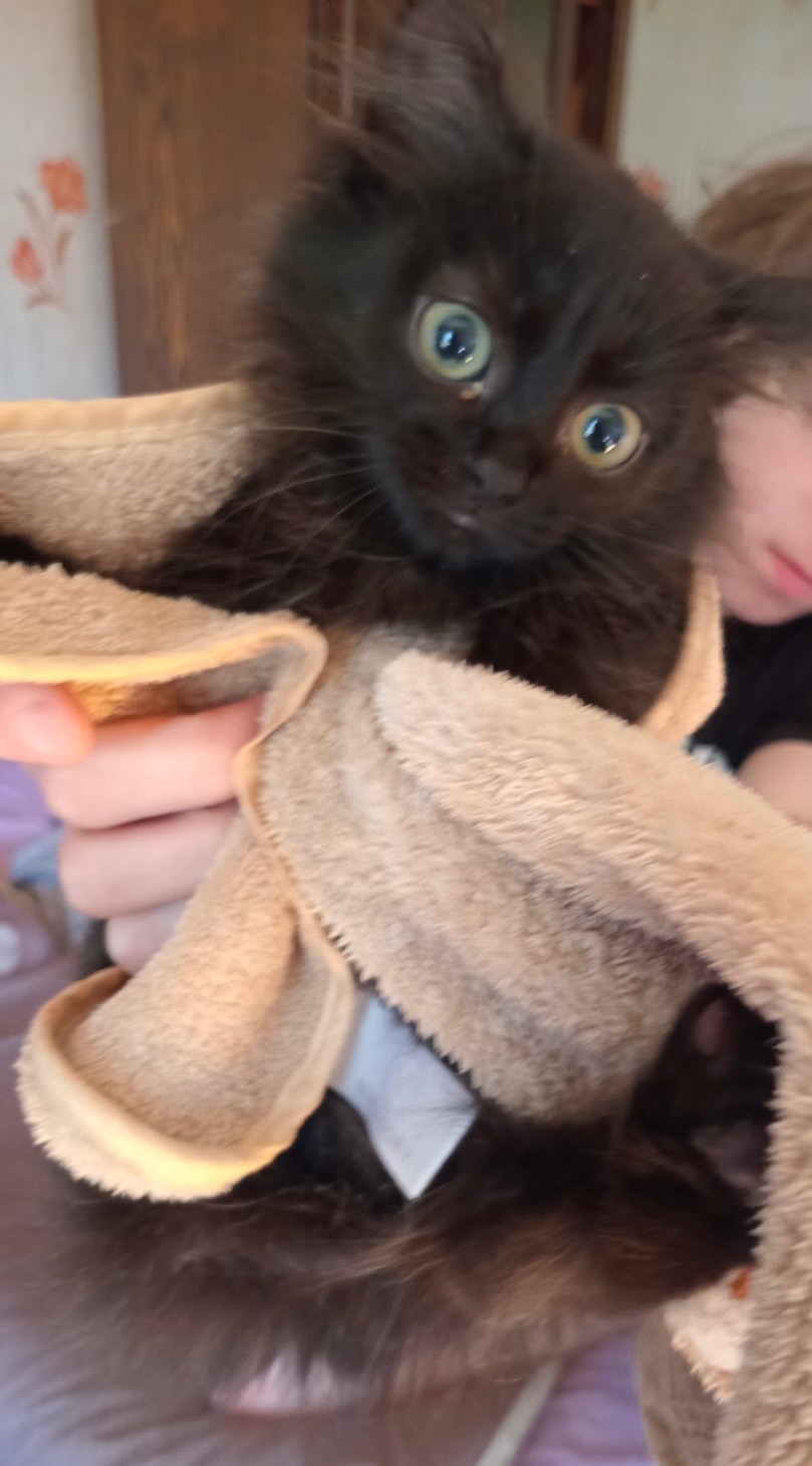 Кошенята