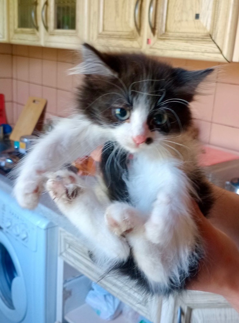 Кошенята