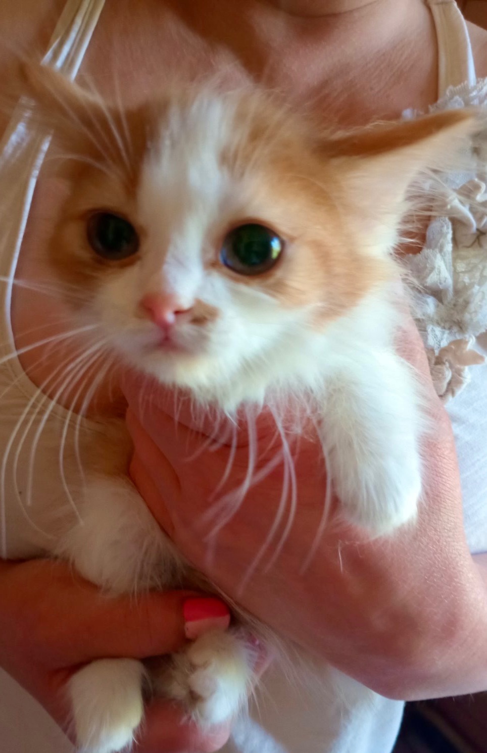 Кошенята