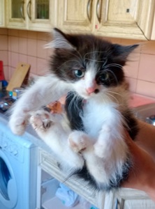 Кошенята