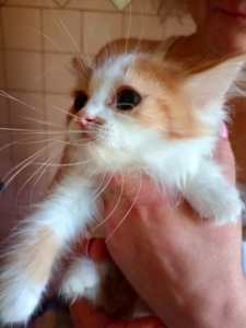 Кошенята