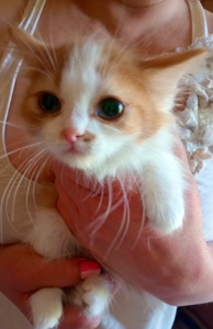 Кошенята