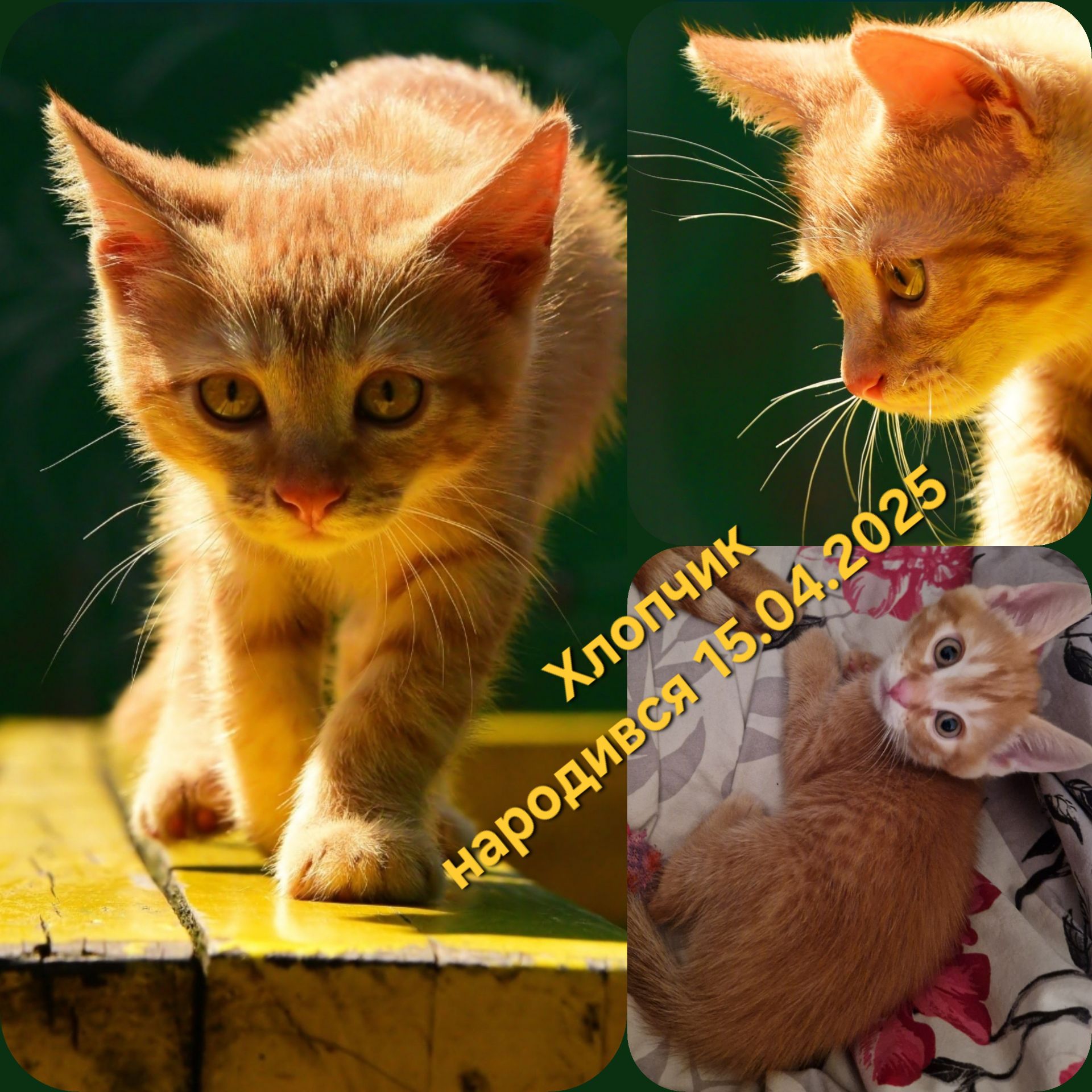 Альфа-Кошенятко наших домашніх Котів