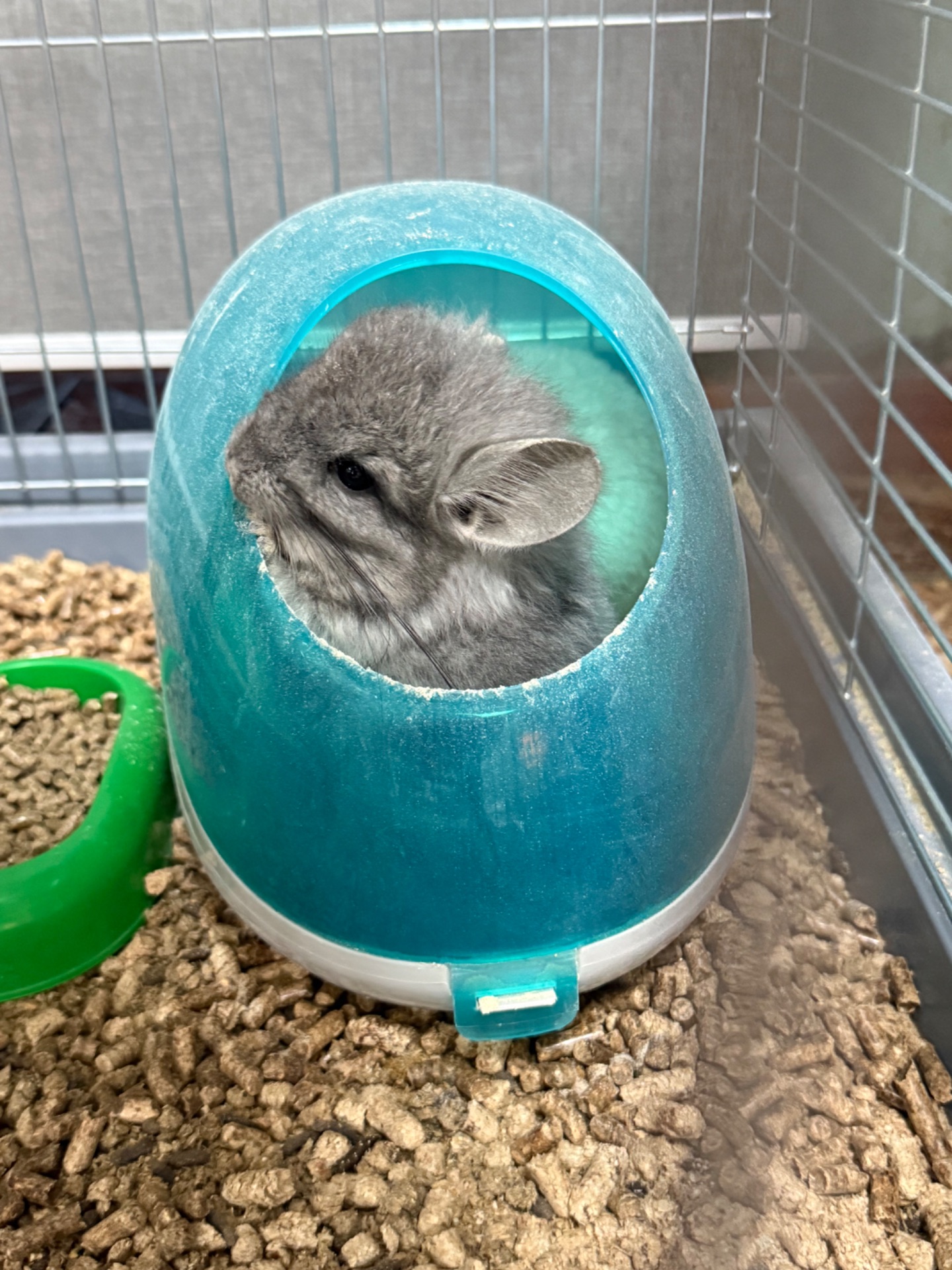 Шиншила хлопчики