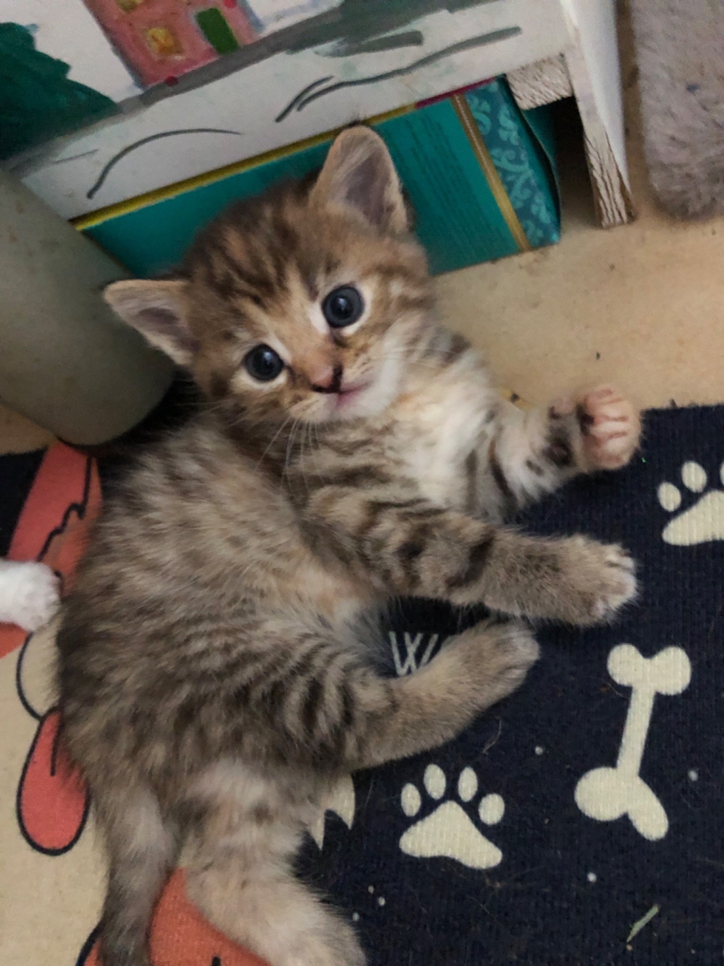Кошенята