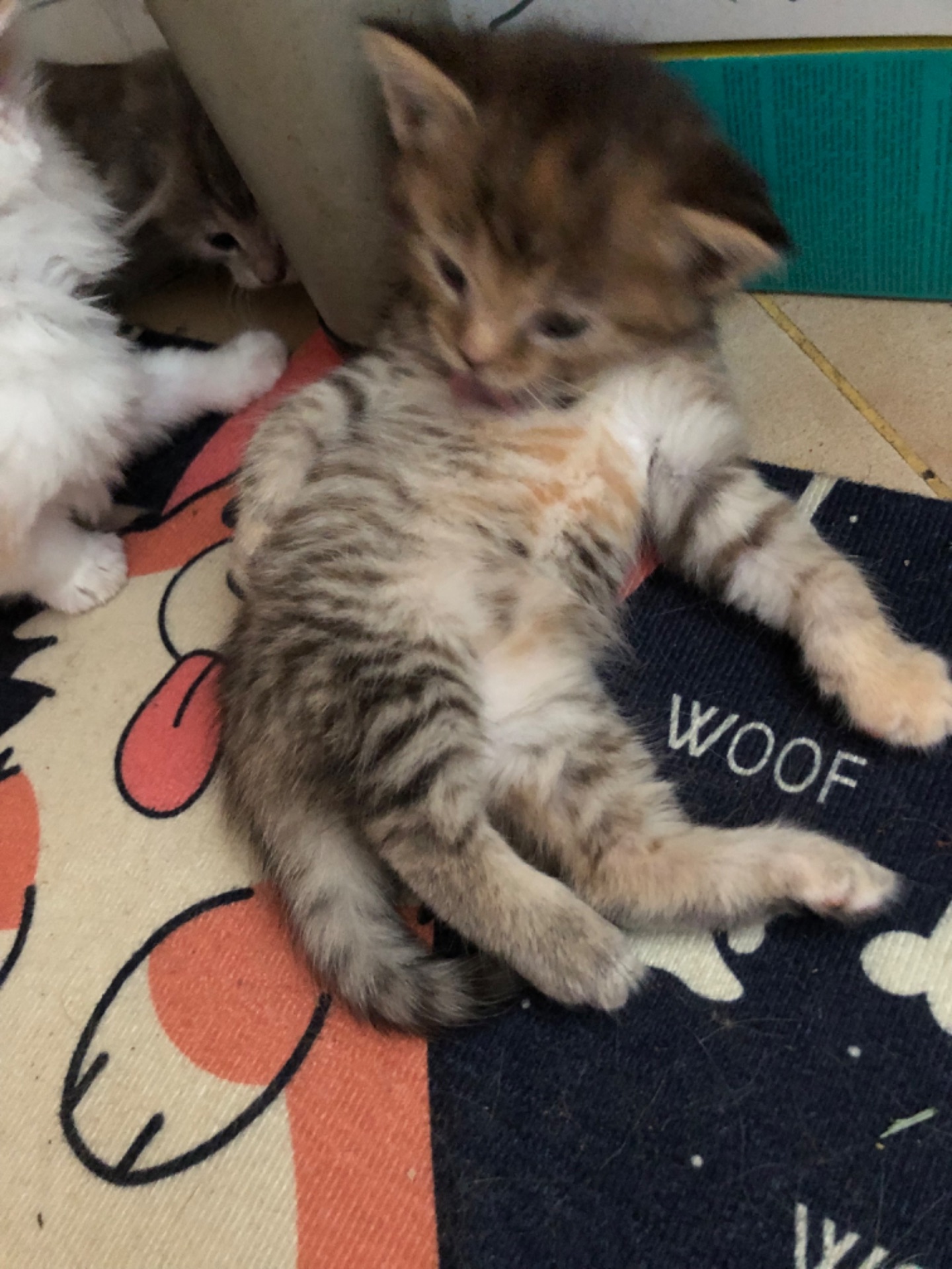 Кошенята