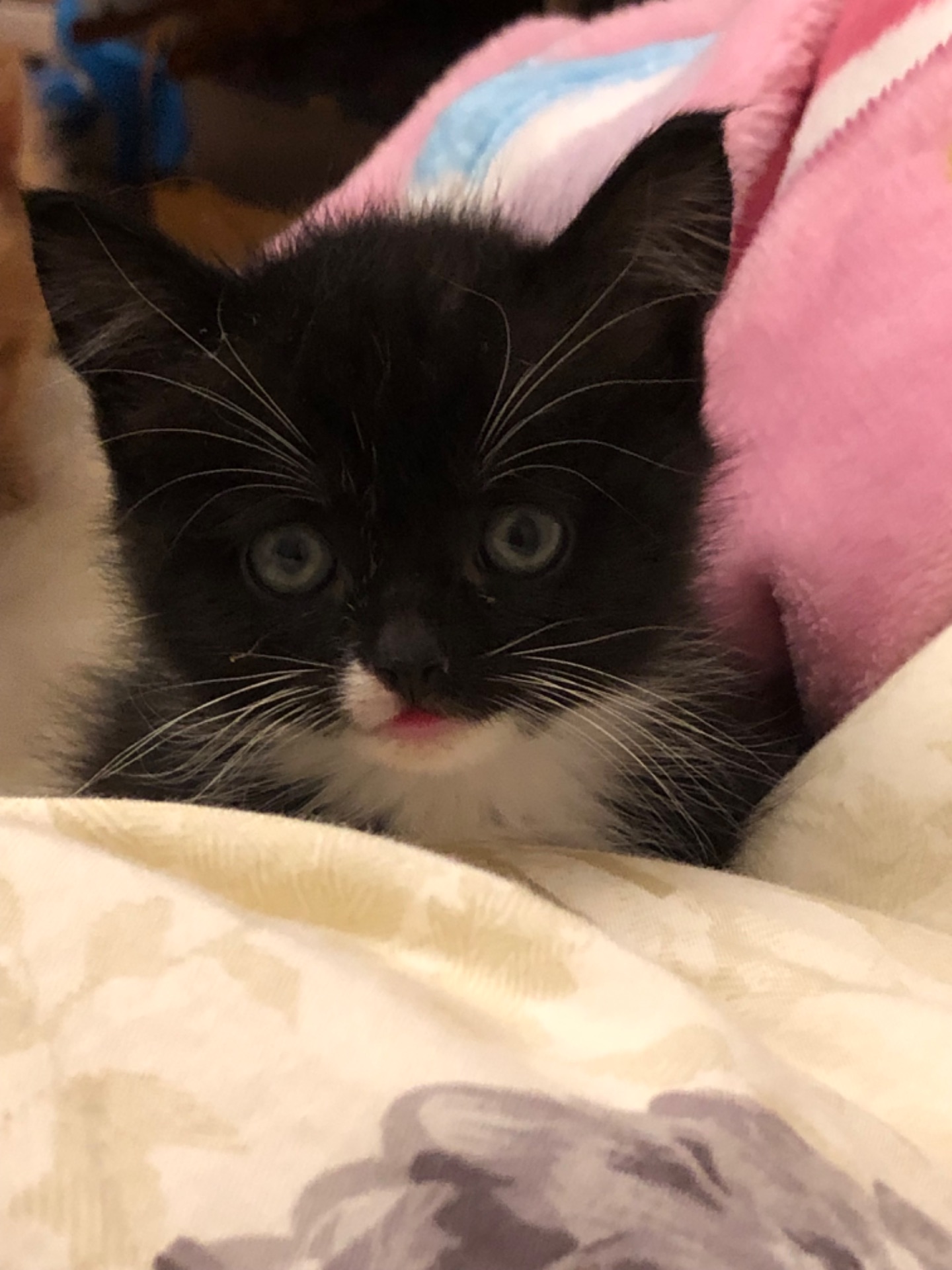 Кошенята