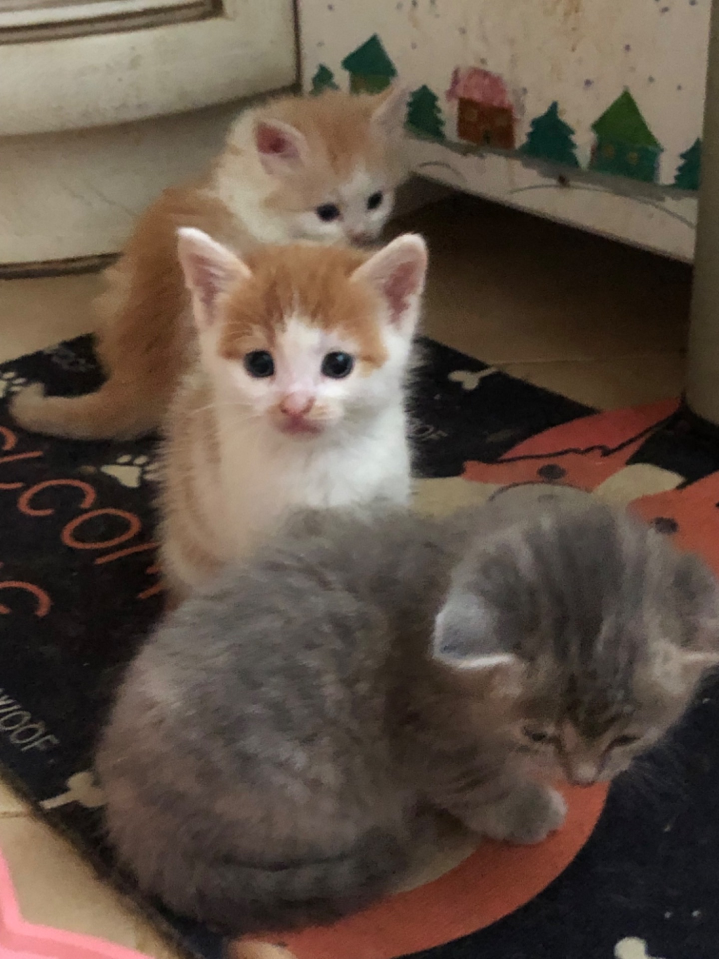 Кошенята