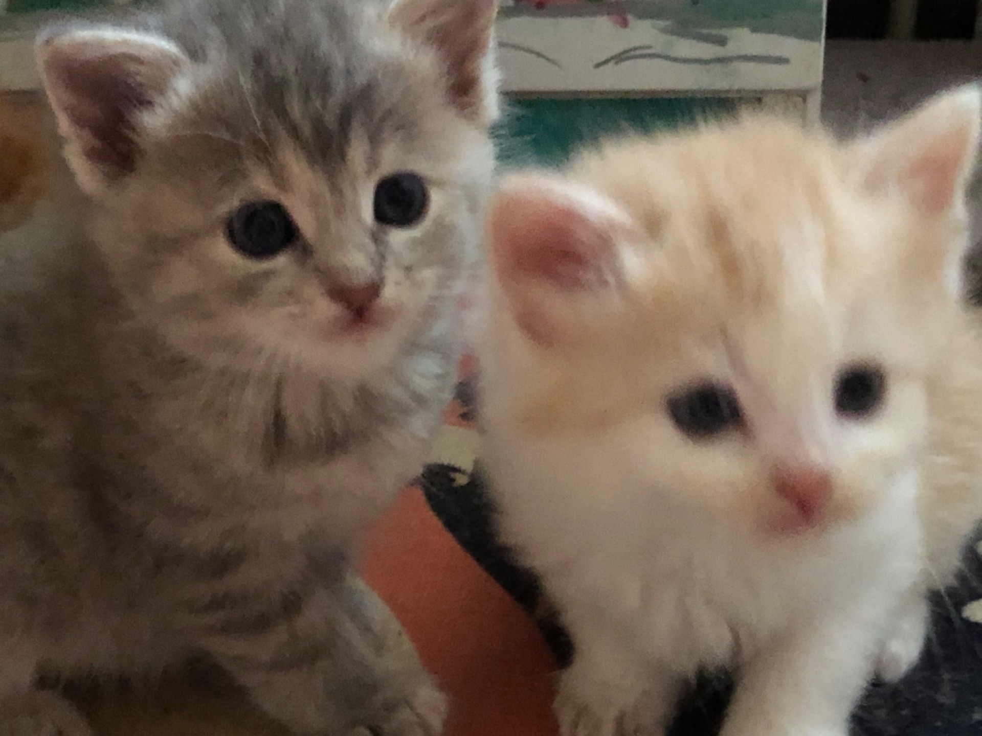 Кошенята