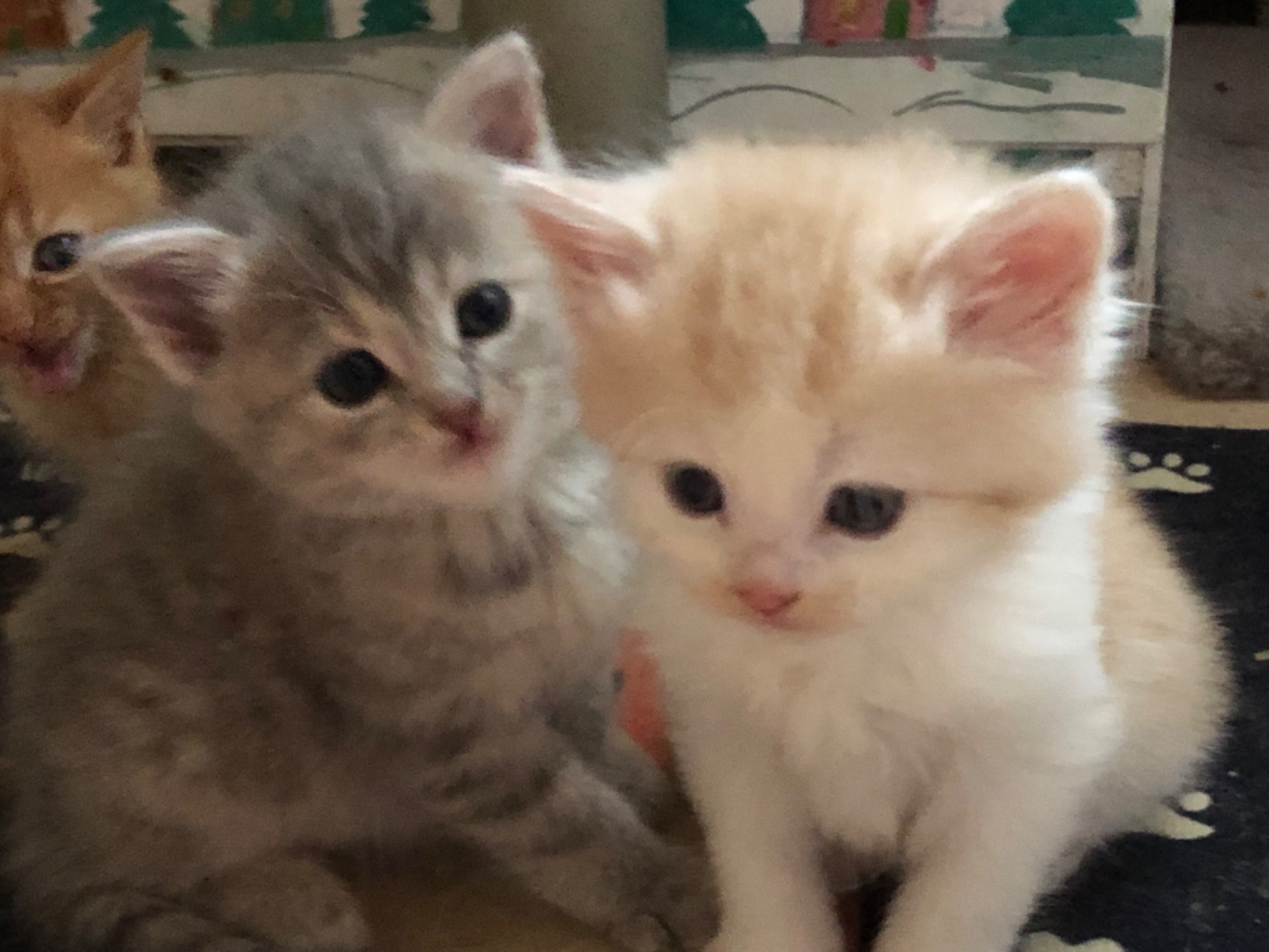 Кошенята