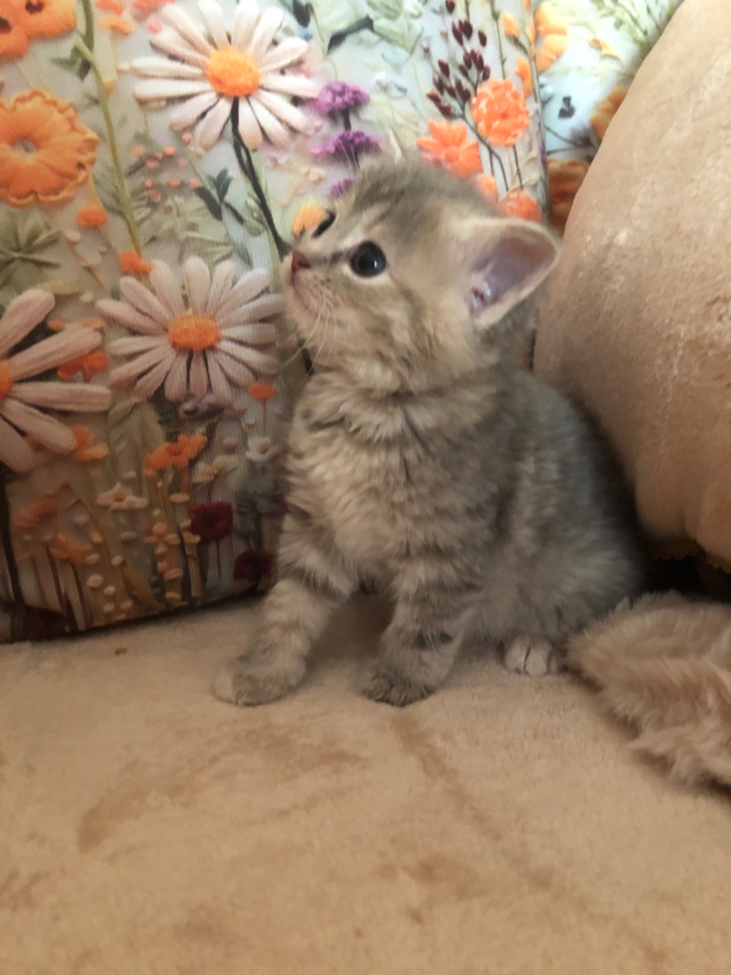Кошенята
