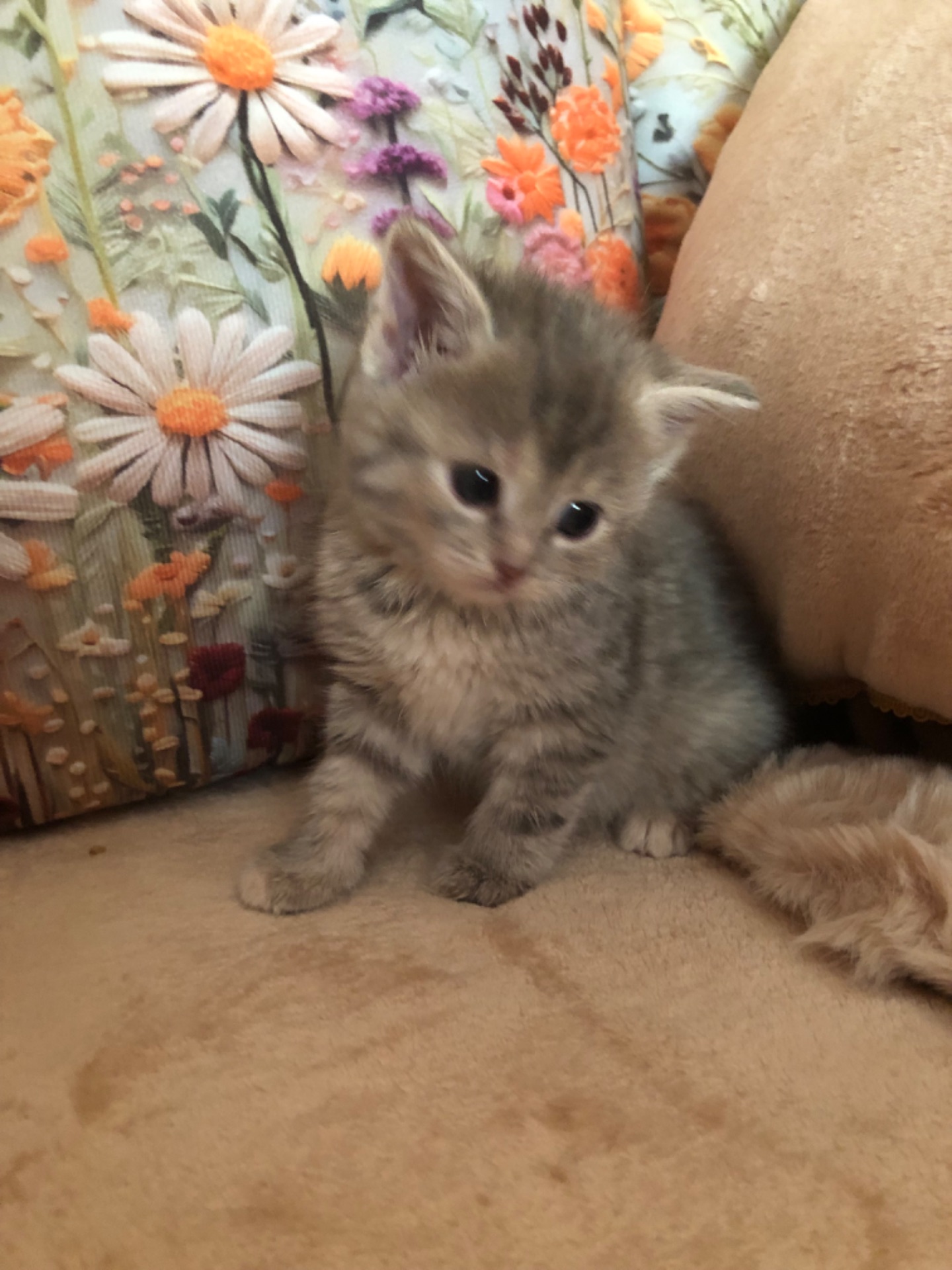 Кошенята