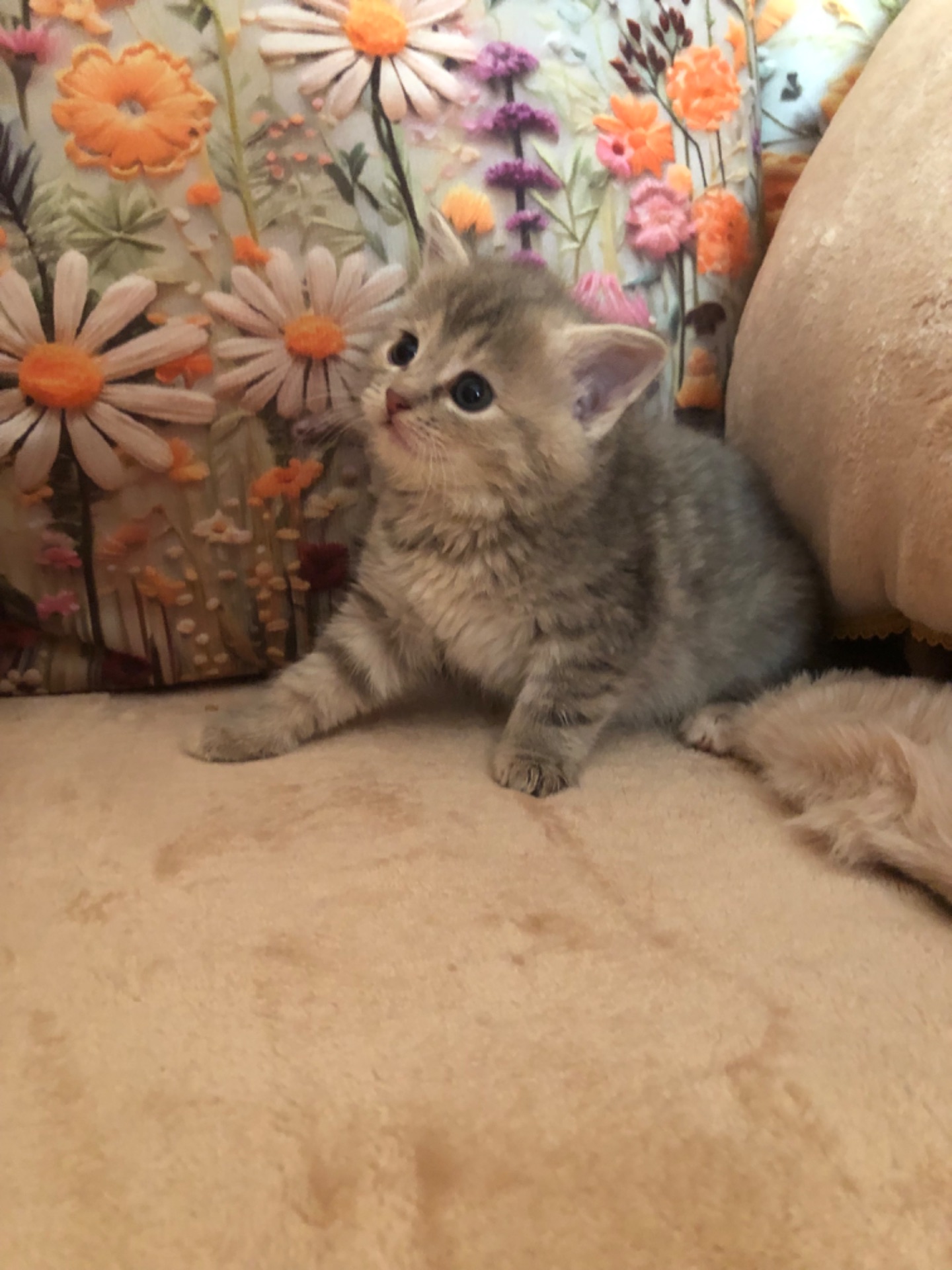 Кошенята