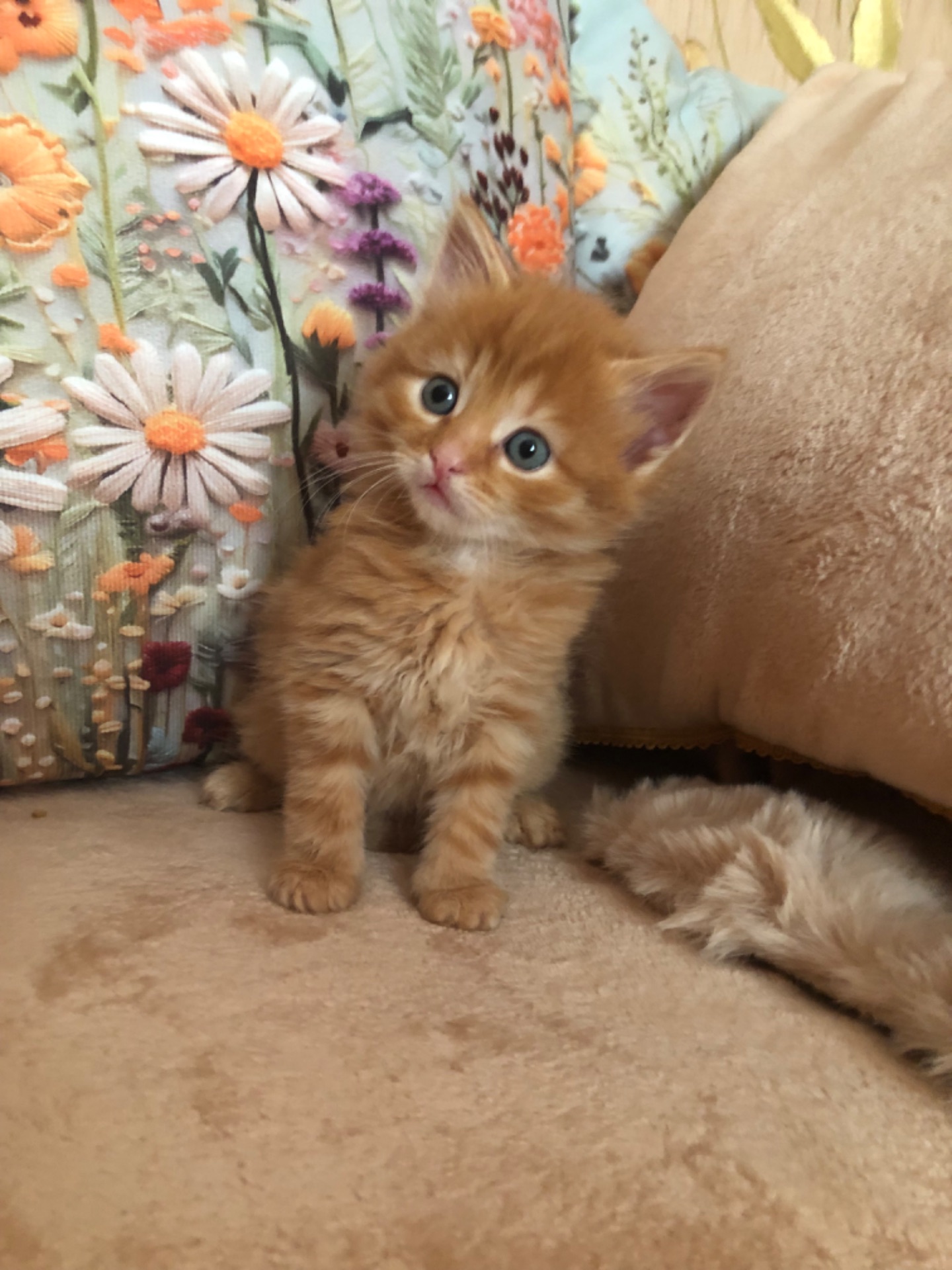 Кошенята