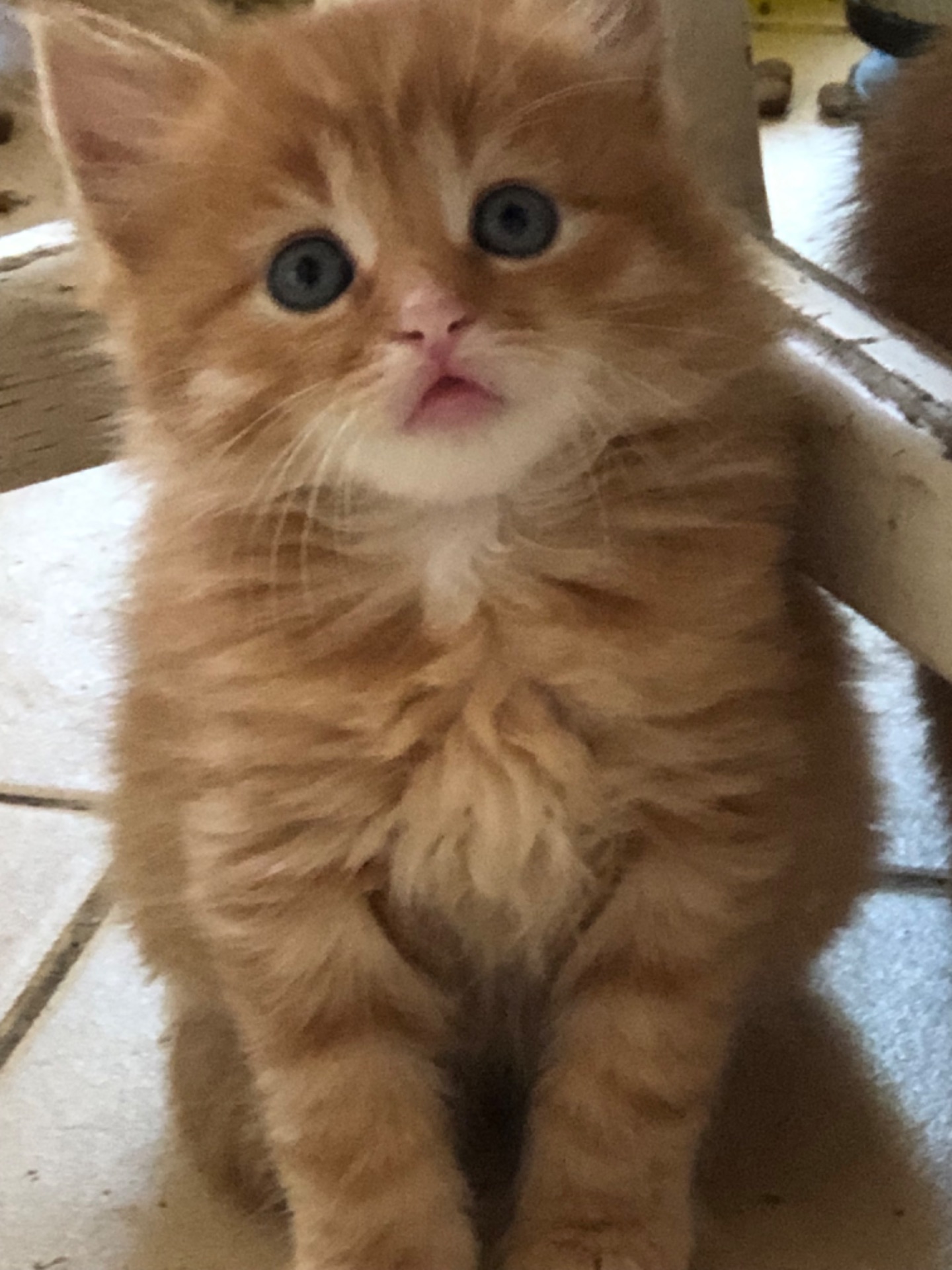 Кошенята