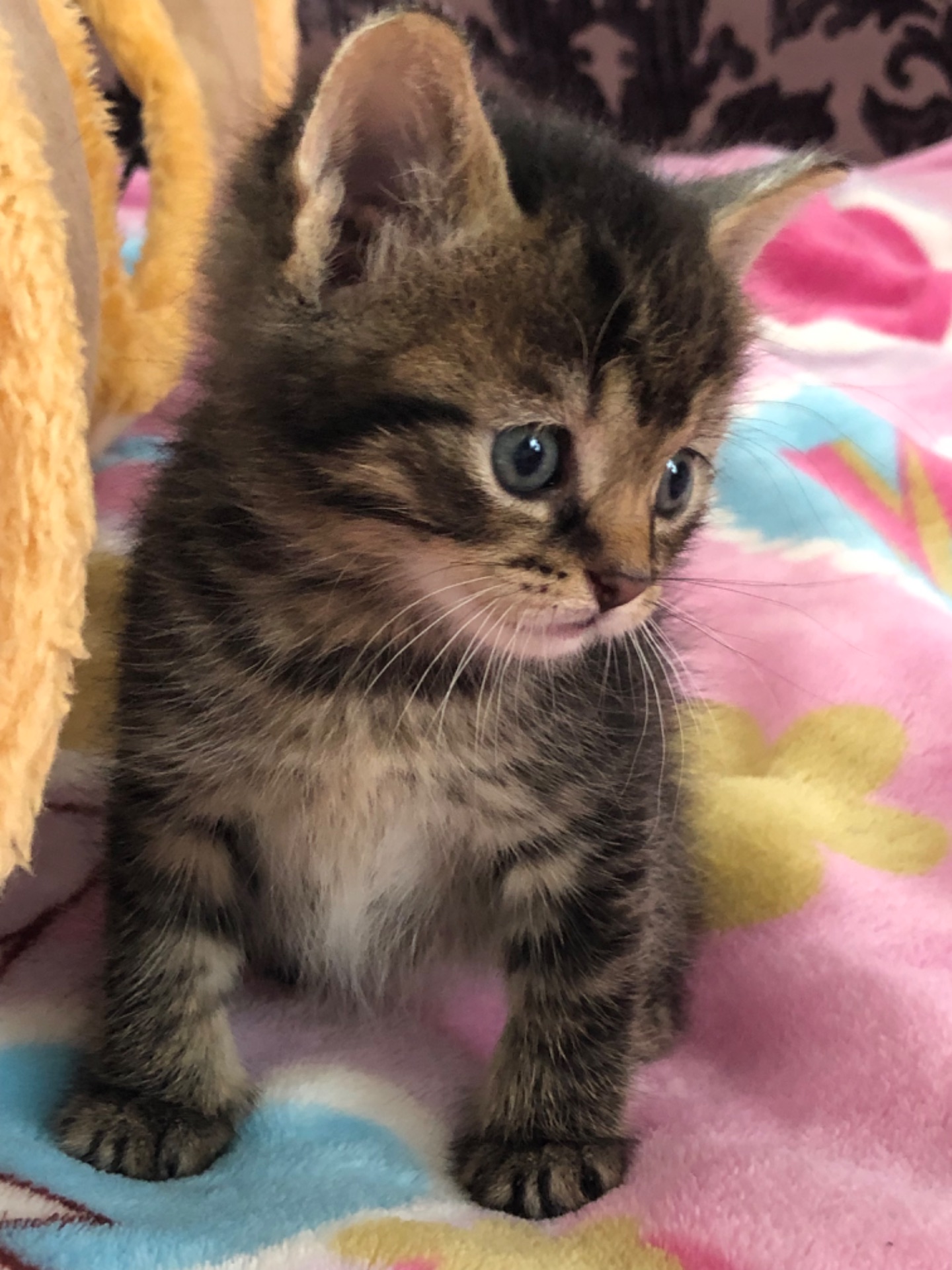 Кошенята