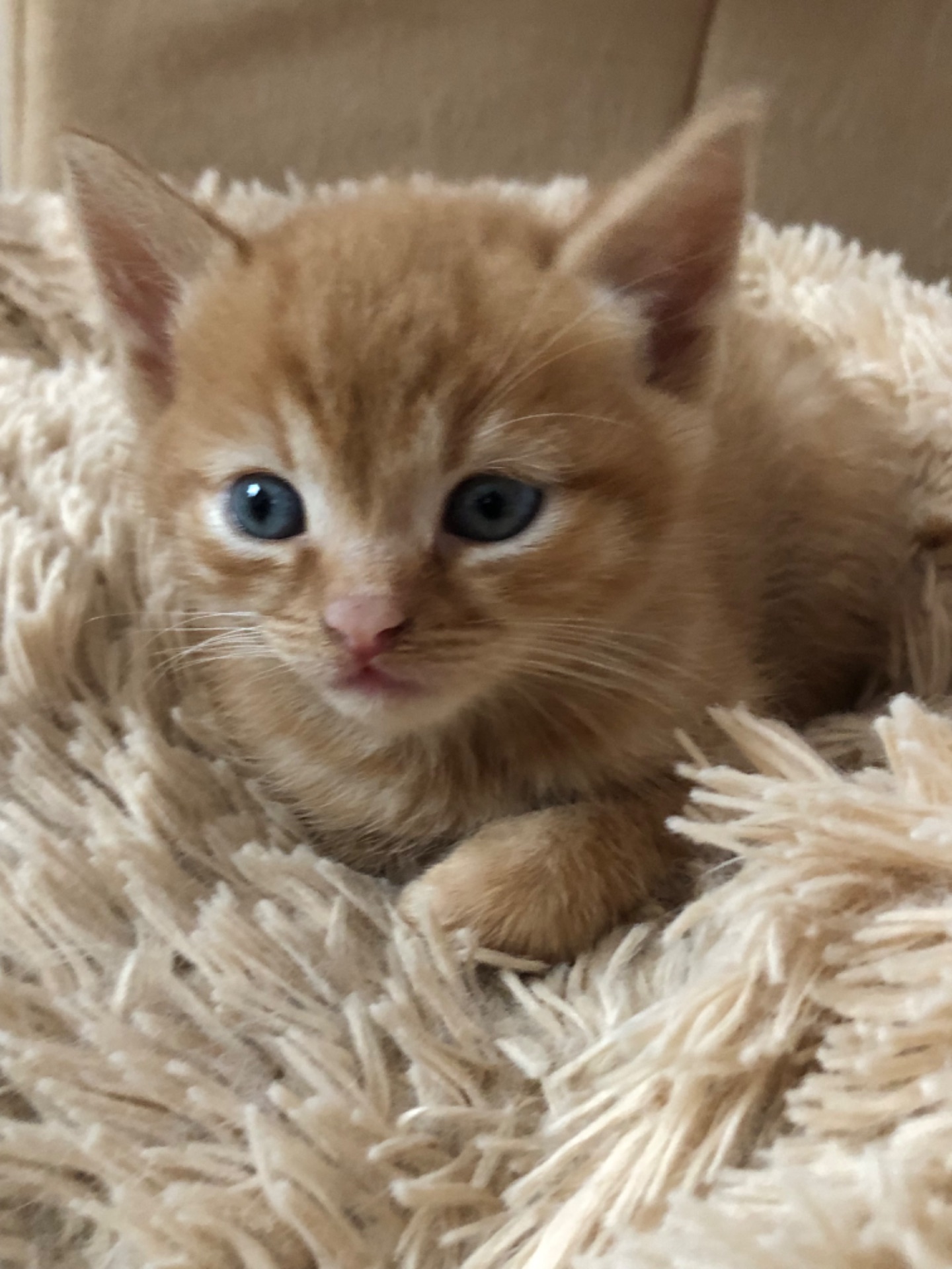 Кошенята