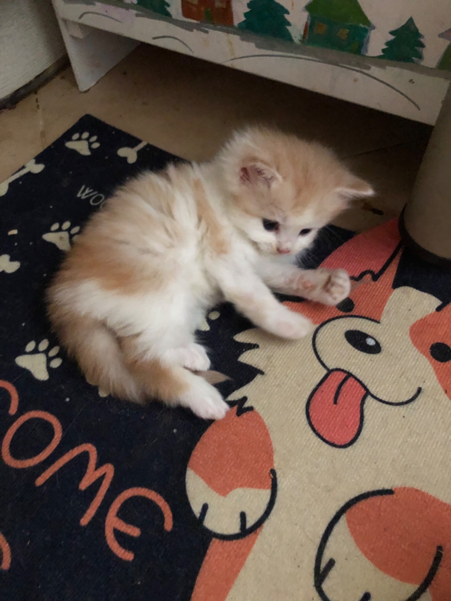 Кошенята