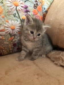 Кошенята