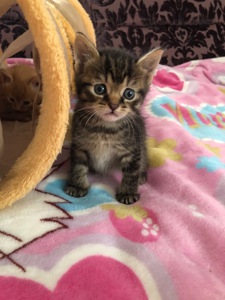 Кошенята