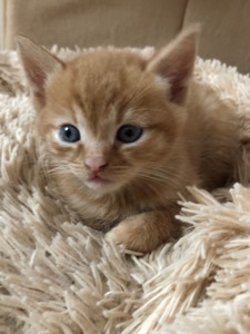 Кошенята
